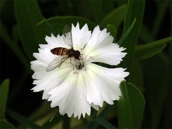 一念什么网名好听