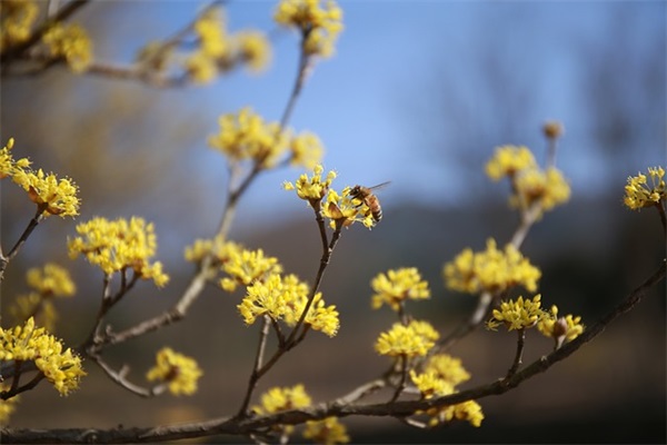 有辉字的好听的网名