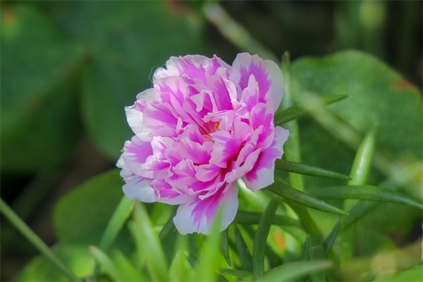 去个什么样的网名好听