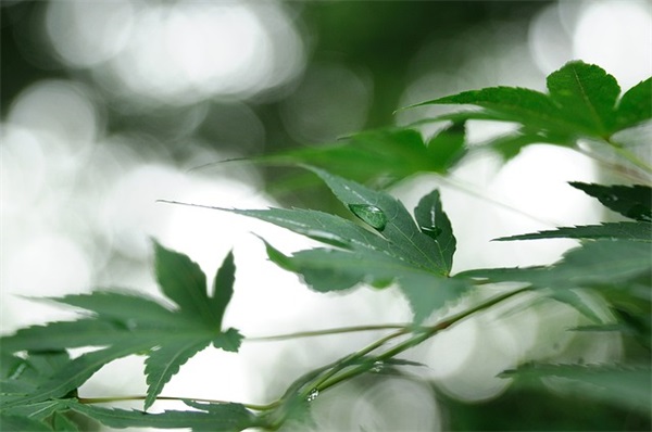 荟字好听的网名