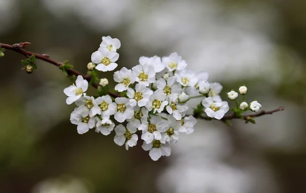 好听的杨字网名大全