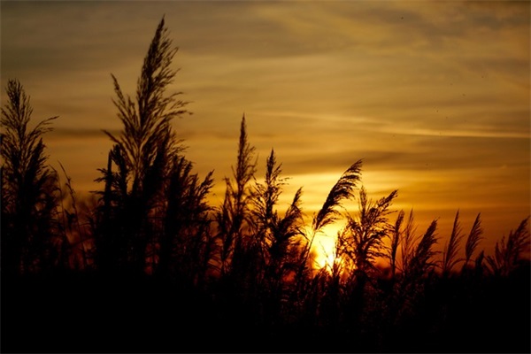好听的网名带卿的网名男生