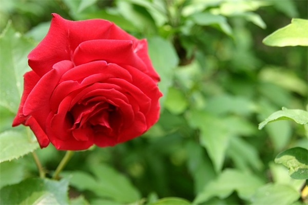 最好听帅气网名男生