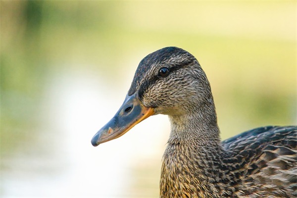 比较好听女性网名