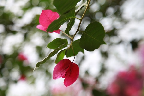 带敏字的网名好听