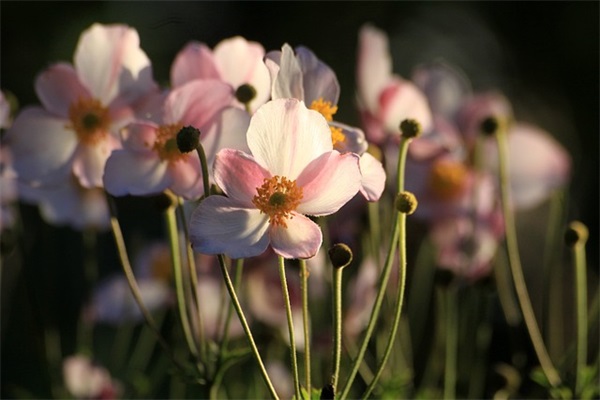 好听的成熟女人味网名