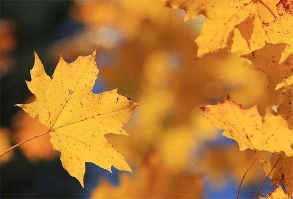 5字好听的古风网名