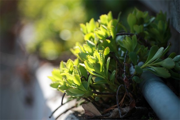 好听的网名女生仙气网名