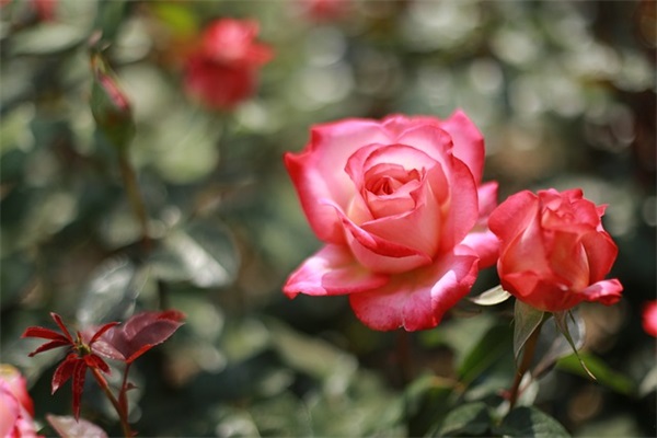 求4字好听网名大全