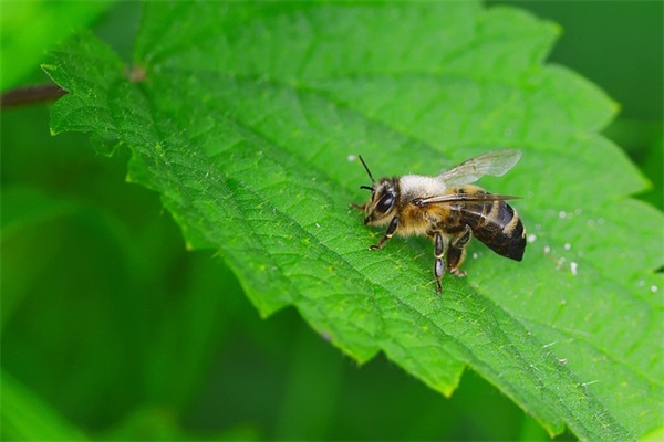 叫什么网名最好听