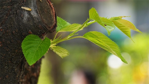 好听的童话网名六个字