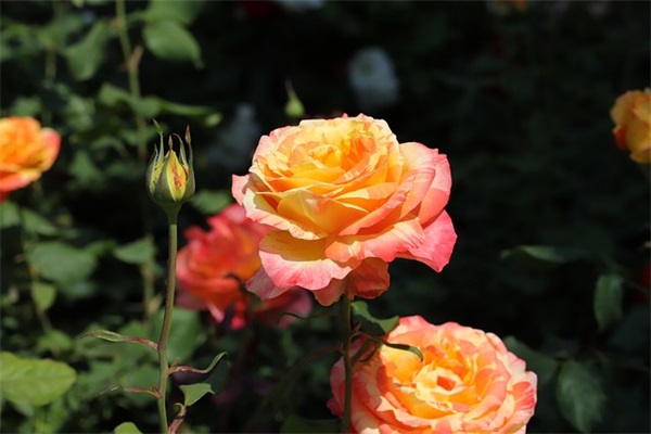 穿越火线七字好听网名