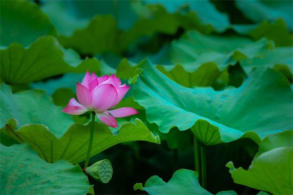 好听网名女生两个字