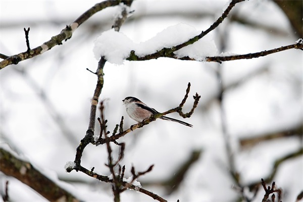 起哪个网名好听名字