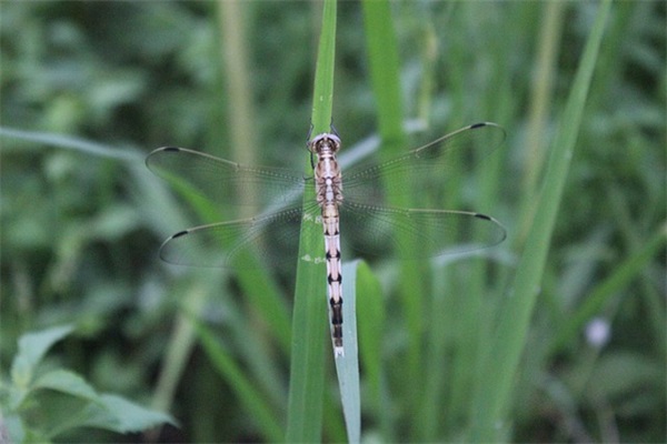 好听成熟有女人味网名