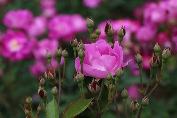 男生网名静字好听的