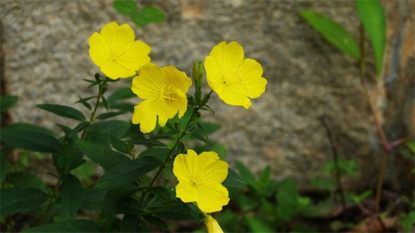 好听女生好听女生网名