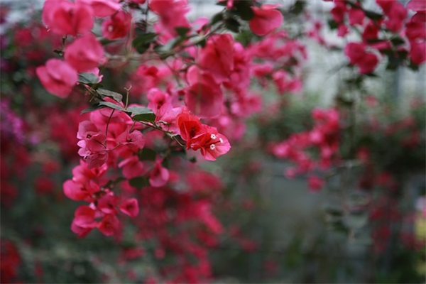 日式风格好听的网名