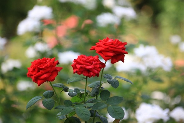 孙姓带平字男宝宝惊艳名字