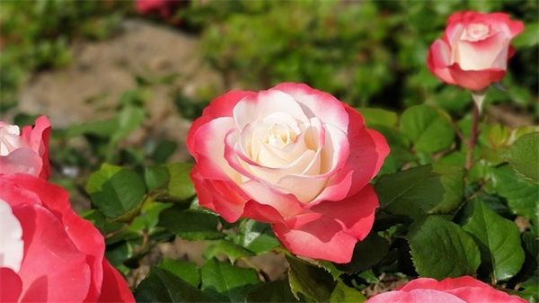 属蛇缺木钱姓女孩起名