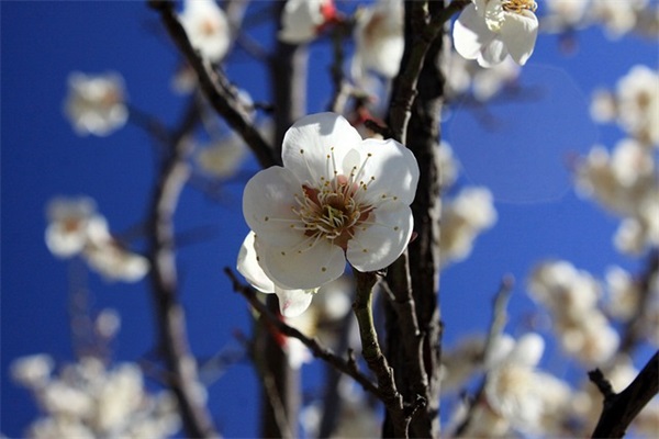 属龙缺金孙姓女孩惊艳名字