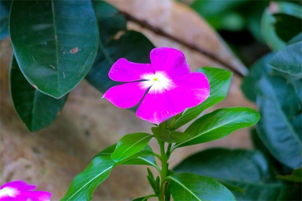 孙姓带兵字男宝宝名字大全