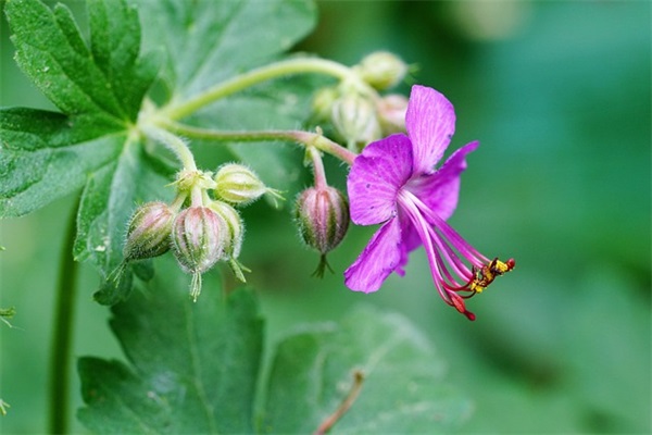 孙姓带杉字男宝宝起名