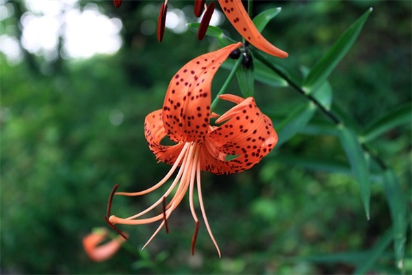 孙姓带彤字男宝宝惊艳名字