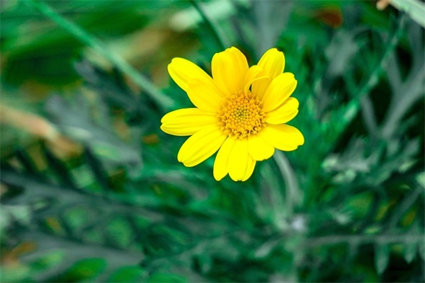 孙姓带轲字男宝宝名字推荐