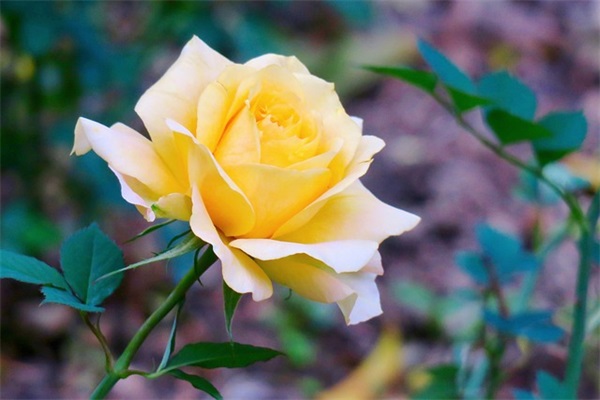 带岚字古风的宝宝名字