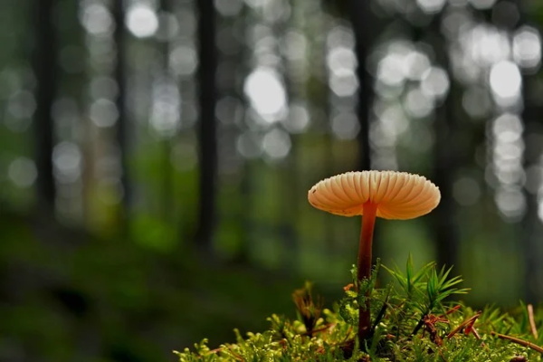 姓唐女孩名字简单好听单字