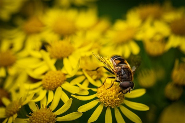 孙姓带诗字男孩名字大全