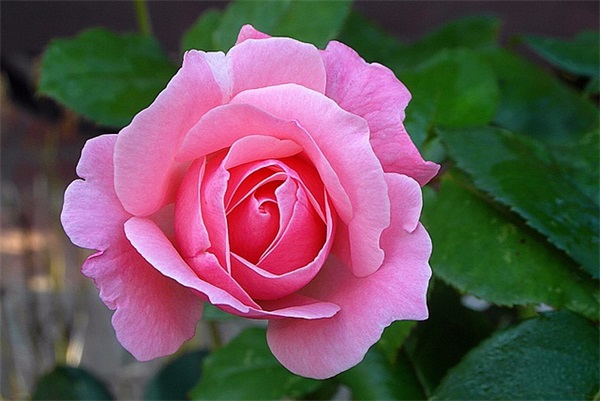 猪年除夕祝福短信102句