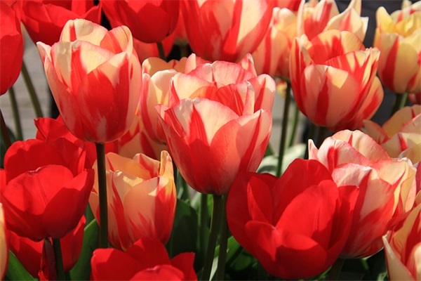 八一建军节短信问候97句