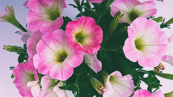 感谢老师的春节短信86句