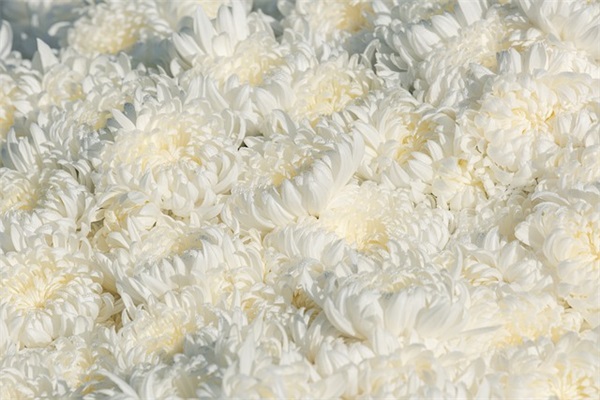 愚人节搞笑短信大全81句