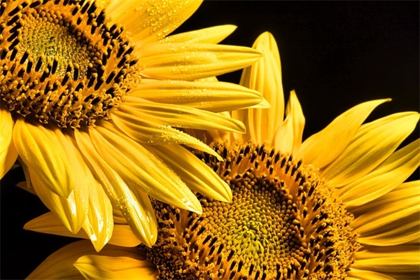 师德格言 静待花开的教育格言师德格言(精选95句)