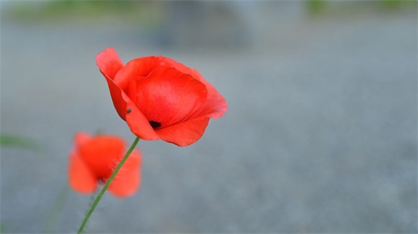 公司聚餐老板讲话稿(精选3篇)