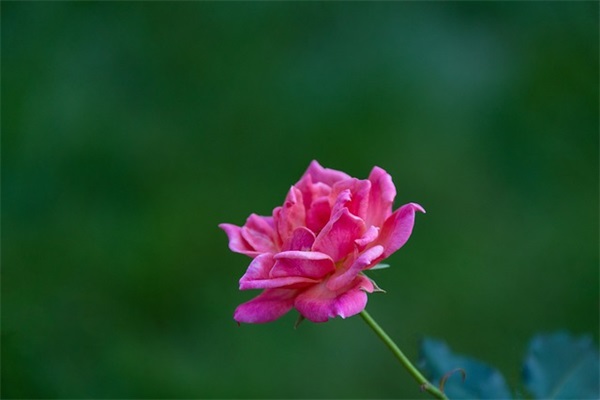 下雨的雷声像什么(精选77句)