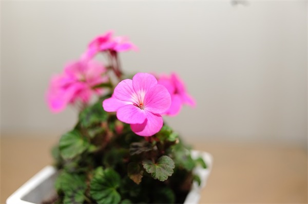 殡葬礼仪主持词(精选3篇)