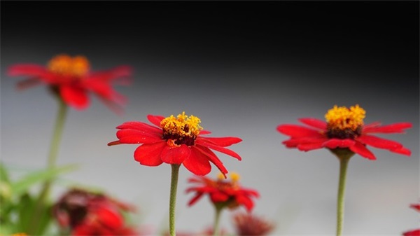 适合发日落的朋友圈 适合发日落的朋友圈文艺