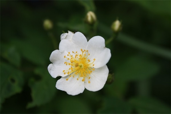 赞美网络主播的话语 夸赞主播的话(精选66句)