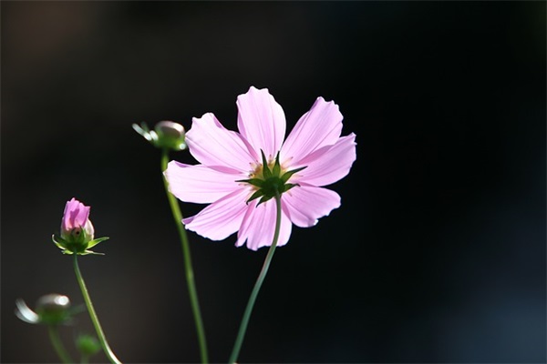 照镜子(精选3篇)