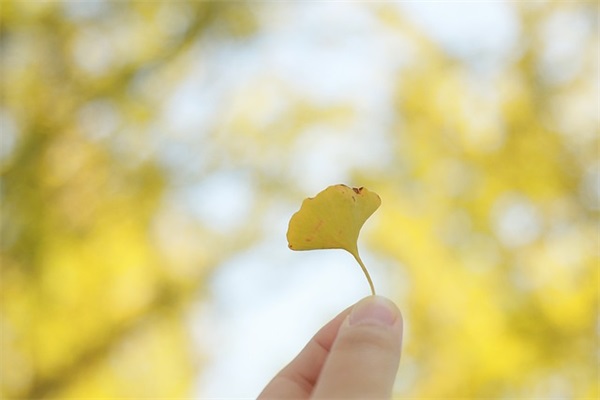 的房屋租赁协议(精选3篇)