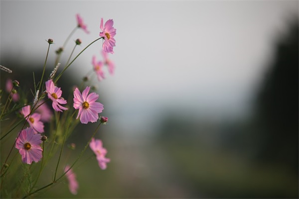 祝妹妹生日快乐暖心句 祝妹妹生日快乐暖心句2024