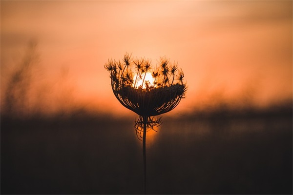 2024愚人节表白情话超级可爱 适合愚人节表白文案