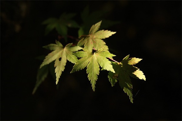 满月酒邀请函(精选17篇)