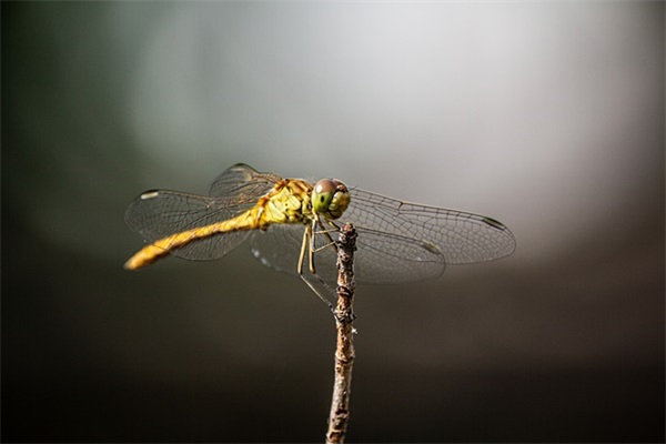 收到儿子礼物的心情短语 感谢小棉袄的话(精选66句)