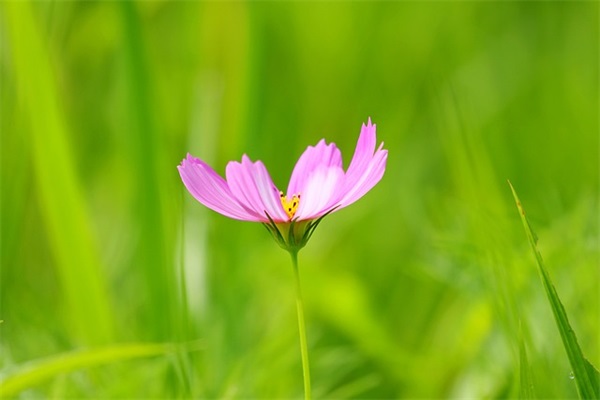 父母对孩子的期望寄语简单点(精选36句)