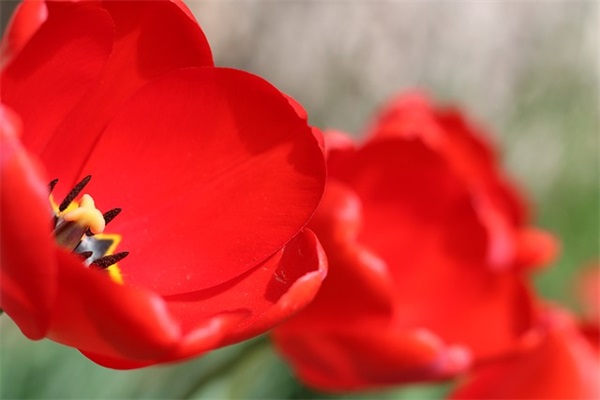 读《草房子》有感350字